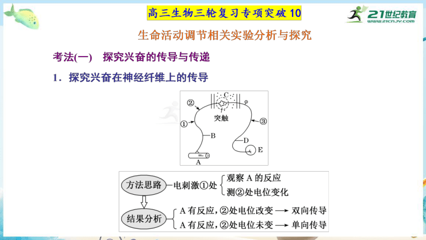 高三生物三轮复习专项突破10  生命活动调节相关实验分析与探究（共29张PPT）