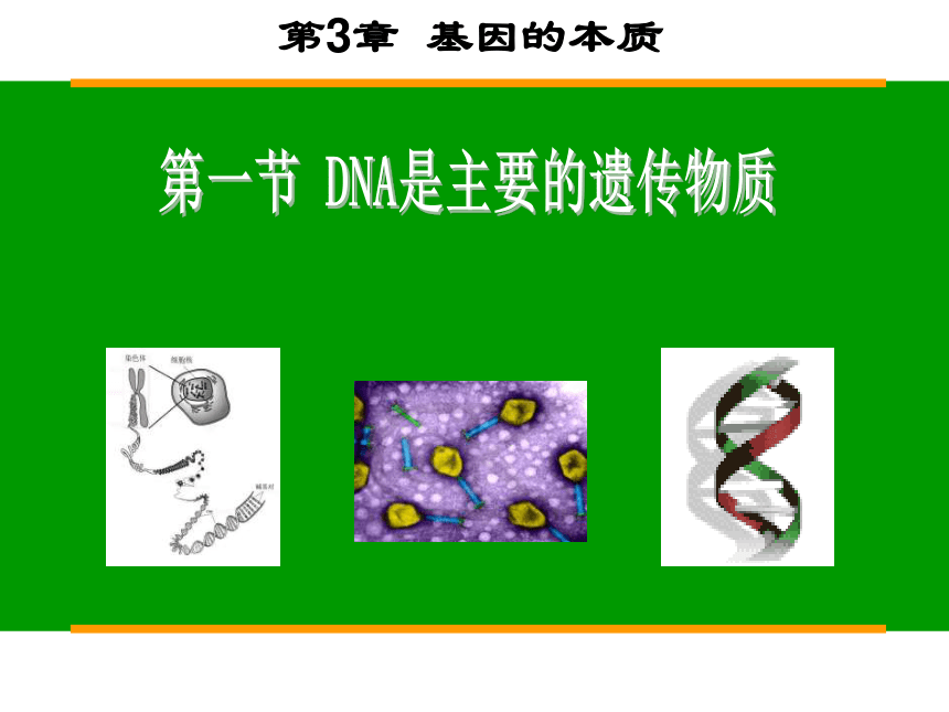 人教版必修二第三章第一节DNA是主要的遗传物质（共45张PPT）