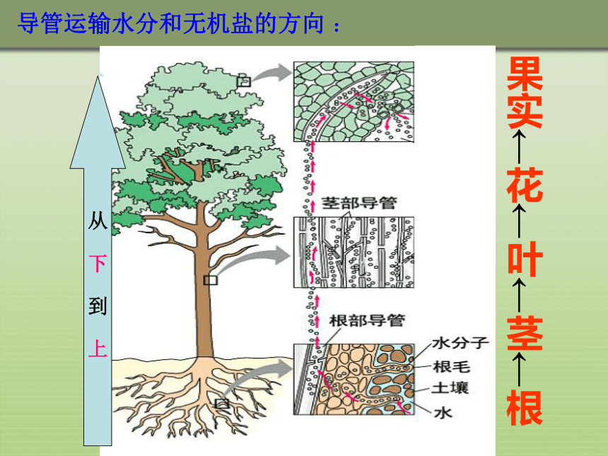 人教版七年级上册生物  3.3绿色植物与生物圈的水循环 课件（24张）