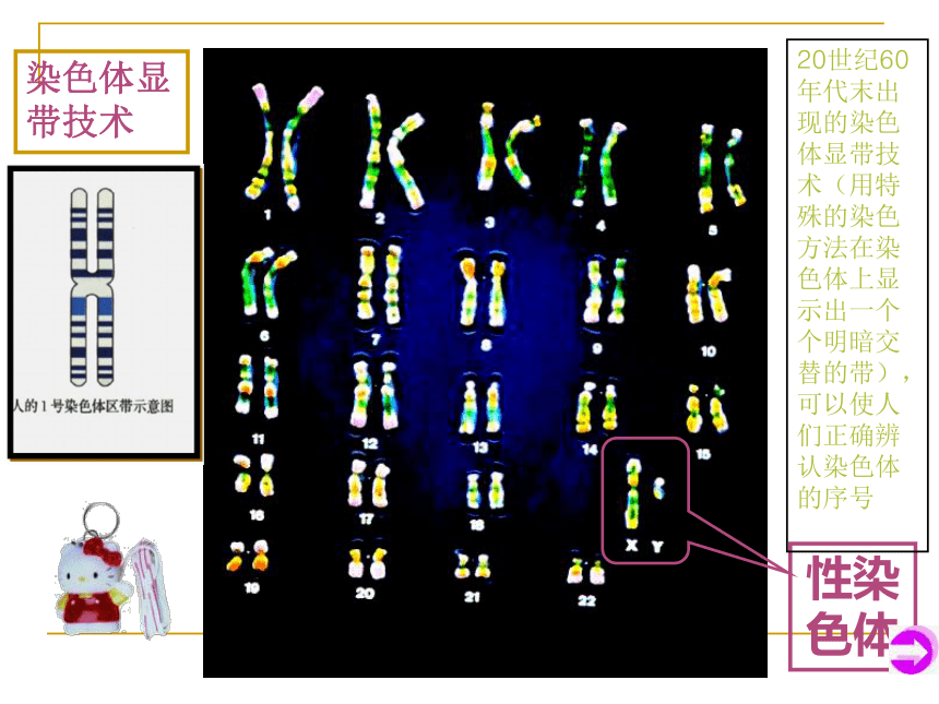 必修2_性染色体与伴性遗传