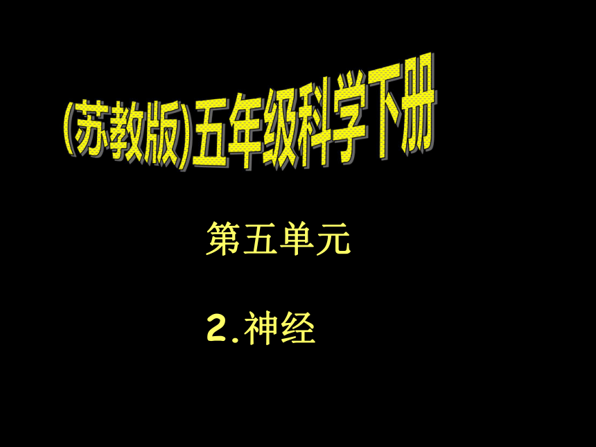 神经课件PPT下载 苏教版五年级科学下册课件