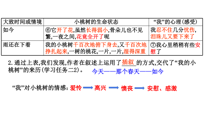 一棵小桃树结构图图片