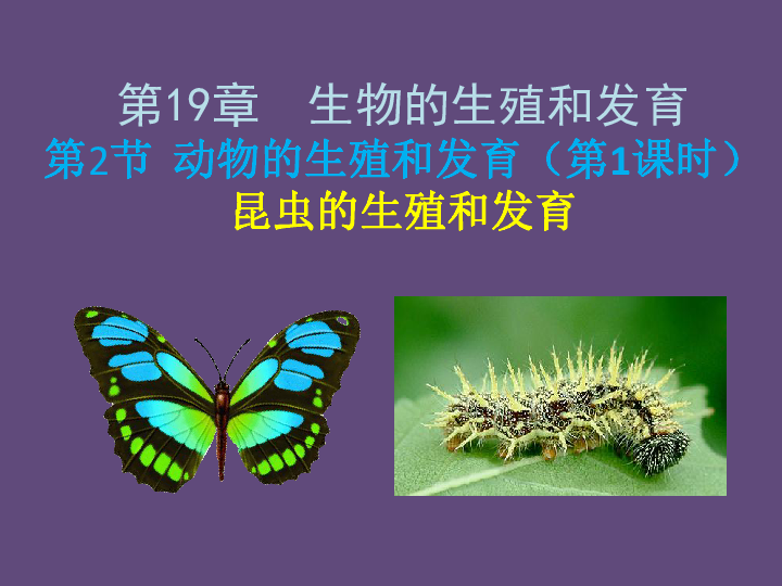 2019北师大版生物八上19.2动物的生殖和发育（第1课时）昆虫的生殖和发育 课件（44张PPT）