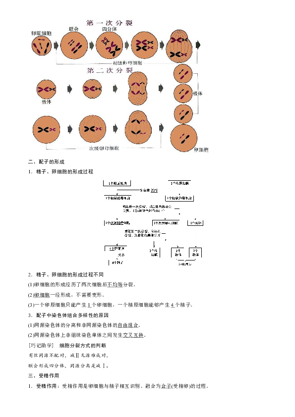 人教版高中生物必修二第二章减数分裂复习教案