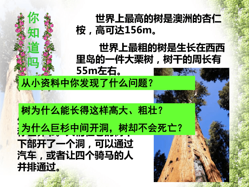 植物茎的输导功能课件(共29张PPT)