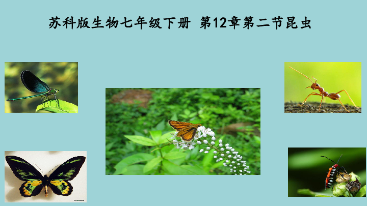 苏科版生物七年级下册5.12.2昆虫 课件(共24张PPT)