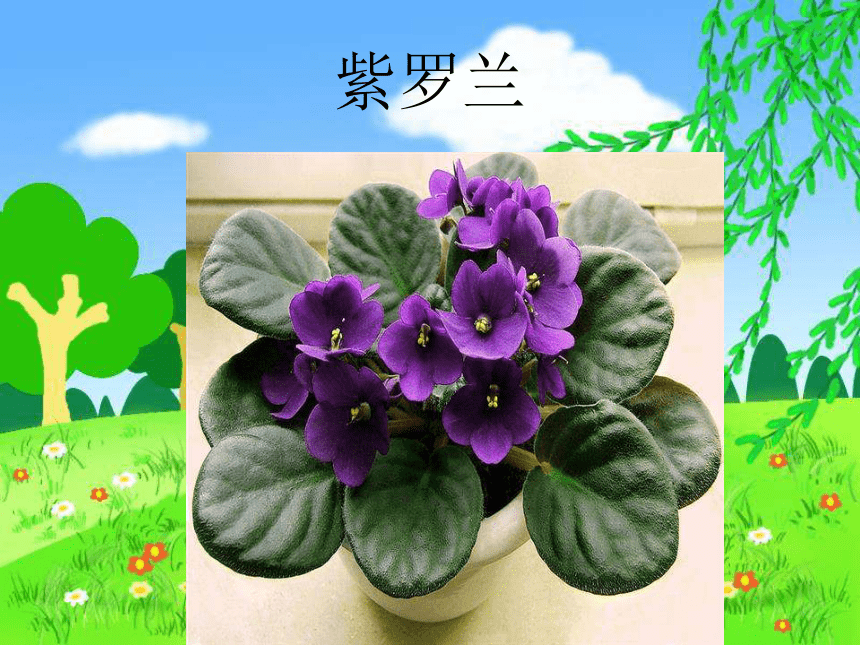 《看花展》课件