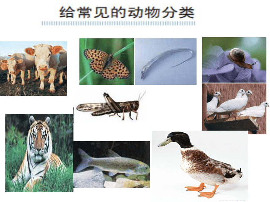 科学六年级上教科版4.4种类繁多的动物课件6