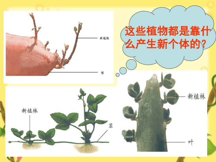 12 植物的营养繁殖 课件