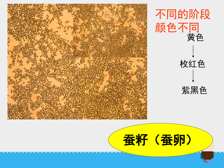 2.5蚕的生命周期  课件（20张PPT）