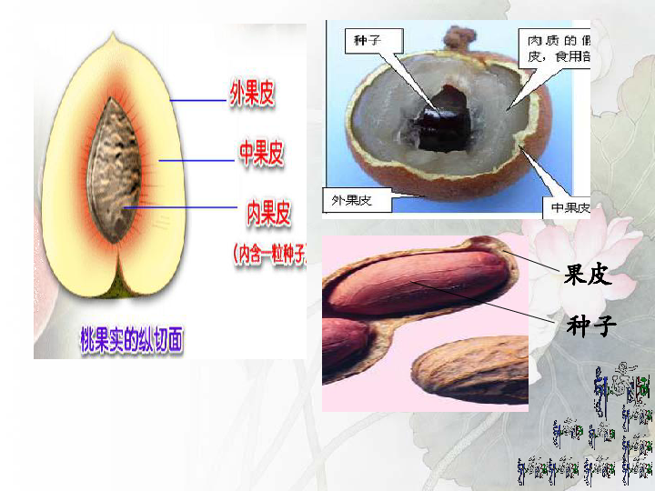 人教版生物八年级下册：7.1.1 植物的生殖课件 (共18张PPT)