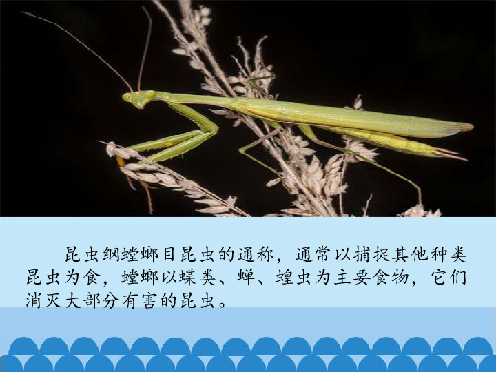 四年级下册科学课件-1.3  昆虫与人类的关系  昆虫是无脊椎动物 -北京课改版(共21张PPT)