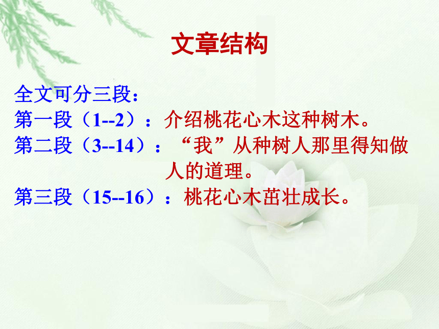 3 桃花心木课件