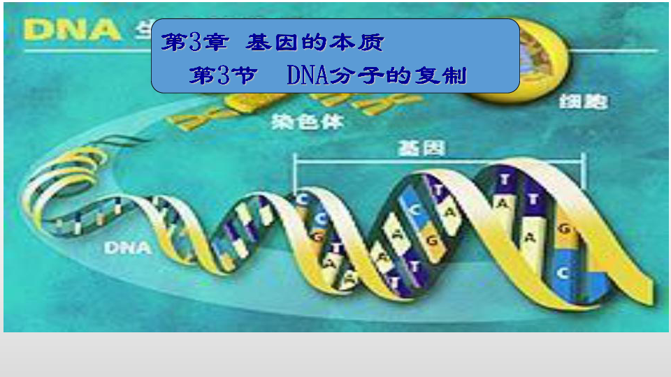 北师大高中生物必修2 第1节 遗传信息的复制 （共13张PPT）