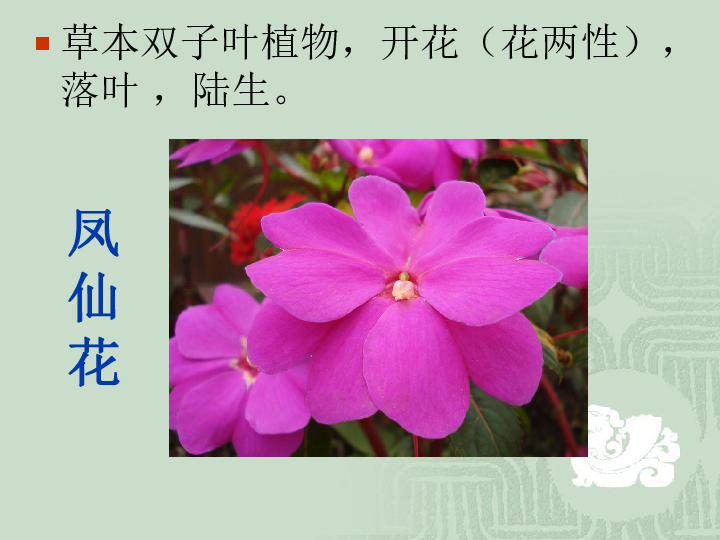 三年级上册科学课件-《多样的植物》课件1北京版(共18张PPT)