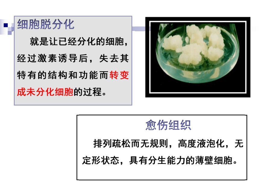 人教版生物选修3 专题2 第1节 植物细胞工程 教学课件 （共47张PPT）