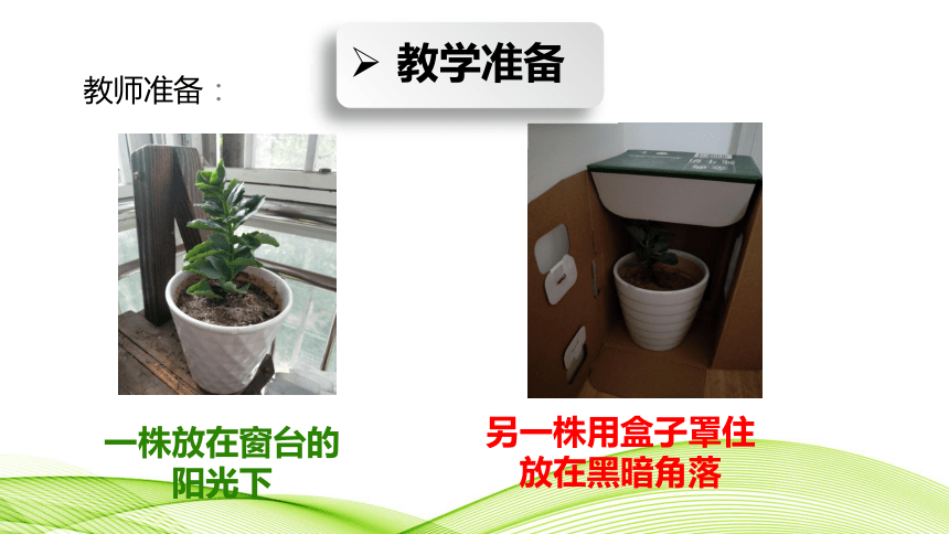 青岛版二年级科学《10 植物和阳光》说课课件（共32张PPT)