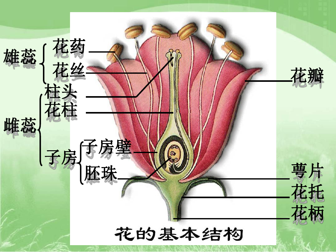 人教版八年级下册第一章第一节植物的生殖 课件 (共26张ppt)