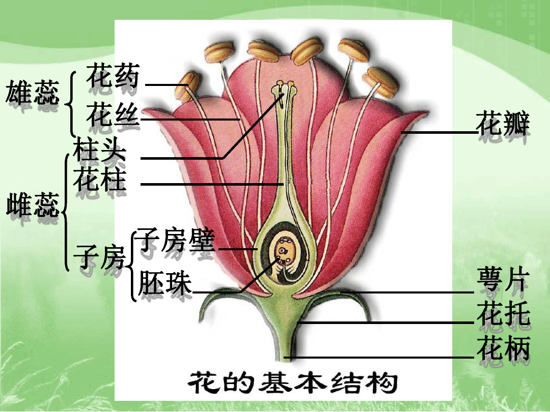 雌蕊由什么三部分组成图片