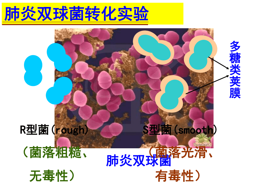 浙科版金华市江南中学选修2第三章第1节：核酸是遗传物质的证据