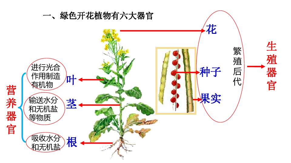 植物体的结构层次课件( 20张ppt)